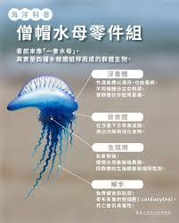 帆水母靠什么在水面移动
