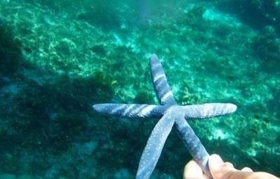 哪些海洋动物属于棘皮动物